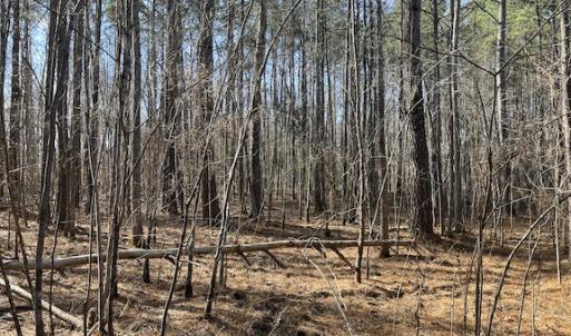 Photo #13 of SOLD property in Off Little Mill Road, Jarratt, VA 30.0 acres