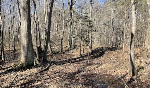 Photo #16 of SOLD property in Off Little Mill Road, Jarratt, VA 30.0 acres