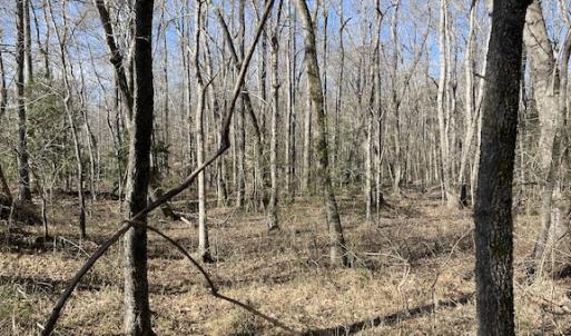 Photo #17 of SOLD property in Off Little Mill Road, Jarratt, VA 30.0 acres