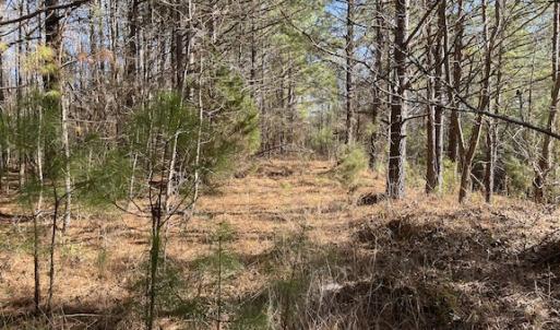 Photo #9 of SOLD property in Off Little Mill Road, Jarratt, VA 30.0 acres