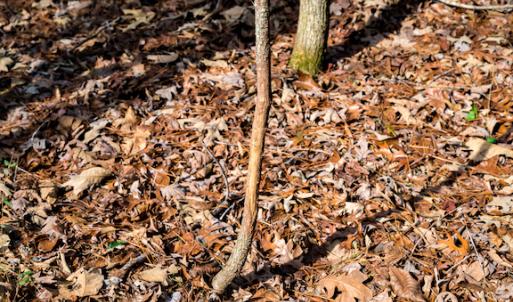 Photo #16 of SOLD property in 1147 Henderson Tanyard Road, Pittsboro, NC 5.9 acres