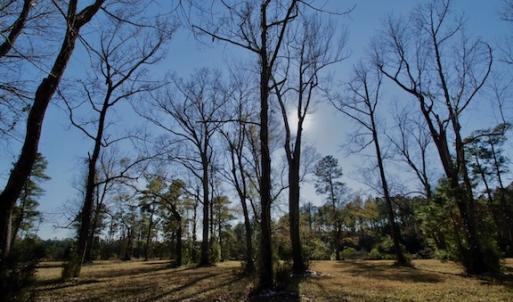Photo #40 of SOLD property in Off Highway 304, Bayboro, NC 16.6 acres