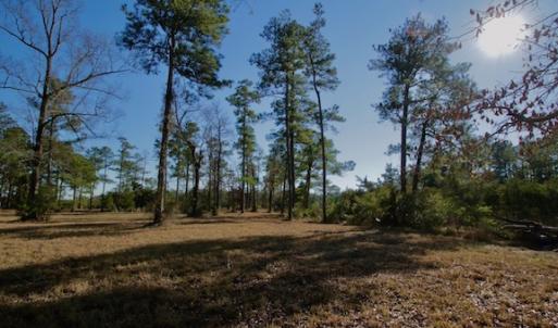 Photo #42 of SOLD property in Off Highway 304, Bayboro, NC 16.6 acres