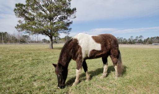 Photo #40 of 200 Lewis Farm Road, New Bern, NC 20.0 acres