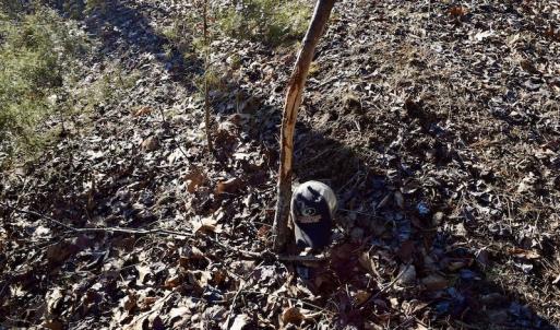 Photo #46 of SOLD property in 6903 Wolf Creek Hwy, Narrows, VA 107.2 acres