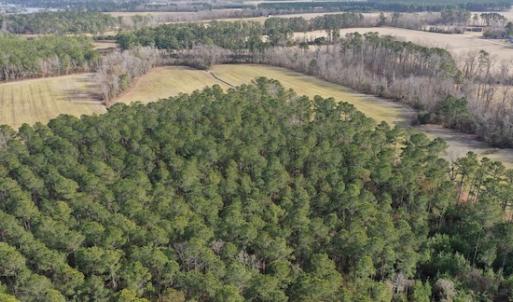 Photo #13 of SOLD property in Off Don Lee Road, Arapahoe, NC 48.9 acres