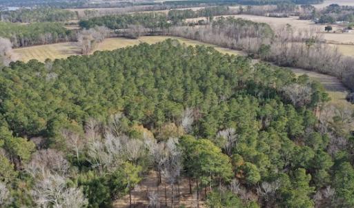 Photo #14 of SOLD property in Off Don Lee Road, Arapahoe, NC 48.9 acres