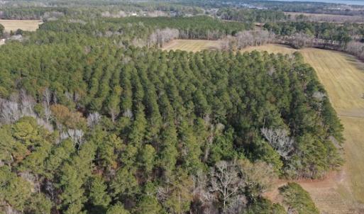 Photo #15 of SOLD property in Off Don Lee Road, Arapahoe, NC 48.9 acres