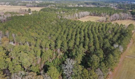 Photo #16 of SOLD property in Off Don Lee Road, Arapahoe, NC 48.9 acres