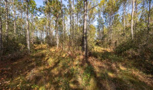 Photo #13 of SOLD property in Off Highway 211, Ash, NC 5.5 acres