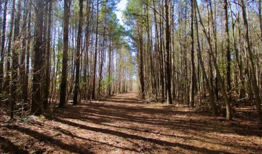 Photo #4 of SOLD property in Off Knobbs Creek Road, Elizabeth City, NC 611.0 acres