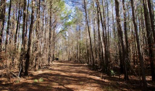 Photo #9 of SOLD property in Off Knobbs Creek Road, Elizabeth City, NC 611.0 acres