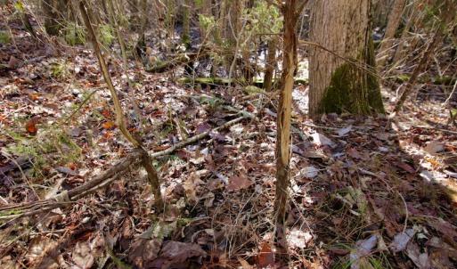 Photo #12 of SOLD property in Off Knobbs Creek Road, Elizabeth City, NC 611.0 acres