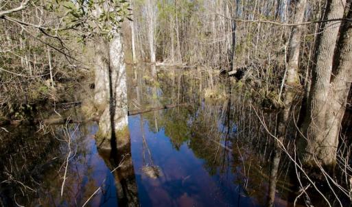 Photo #16 of SOLD property in Off Knobbs Creek Road, Elizabeth City, NC 611.0 acres