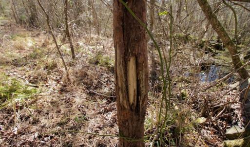 Photo #20 of SOLD property in Off Knobbs Creek Road, Elizabeth City, NC 611.0 acres