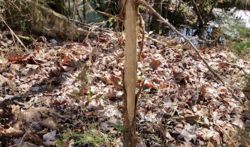 Photo #25 of SOLD property in Off Knobbs Creek Road, Elizabeth City, NC 611.0 acres