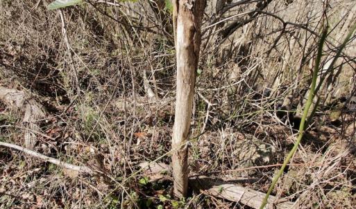Photo #29 of SOLD property in Off Knobbs Creek Road, Elizabeth City, NC 611.0 acres
