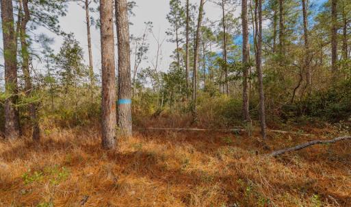 Photo #12 of SOLD property in Off Bivens Bridge Road, Elizabethtown, NC 2.0 acres
