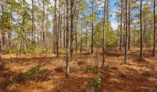 Photo #16 of SOLD property in Off Bivens Bridge Road, Elizabethtown, NC 2.0 acres