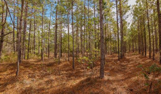 Photo #18 of SOLD property in Off Bivens Bridge Road, Elizabethtown, NC 2.0 acres