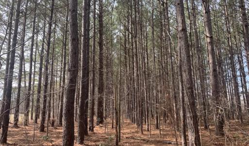 Photo #40 of SOLD property in Off Pleasant Hill Road, Rocky Mount, NC 145.0 acres