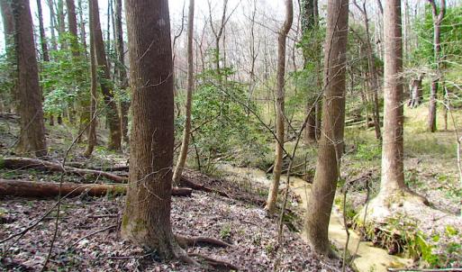 Photo #15 of SOLD property in Off Oak Tree Lane, Isle Of Wight, VA 11.0 acres