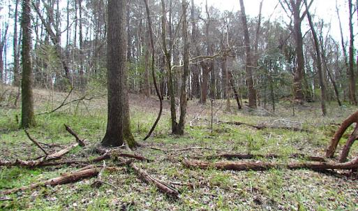 Photo #17 of SOLD property in Off Oak Tree Lane, Isle Of Wight, VA 11.0 acres