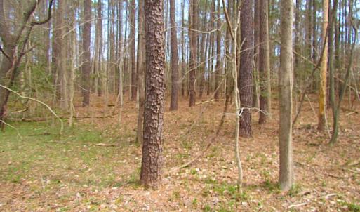 Photo #20 of SOLD property in Off Oak Tree Lane, Isle Of Wight, VA 11.0 acres
