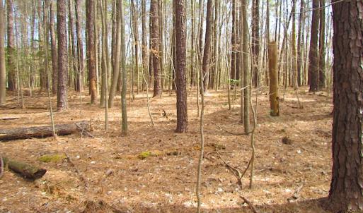 Photo #21 of SOLD property in Off Oak Tree Lane, Isle Of Wight, VA 11.0 acres