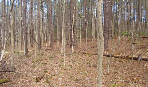 Photo #23 of SOLD property in Off Oak Tree Lane, Isle Of Wight, VA 11.0 acres