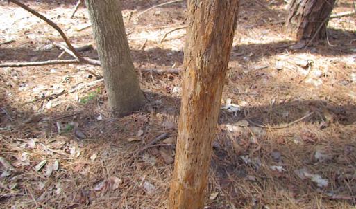 Photo #29 of SOLD property in Off Oak Tree Lane, Isle Of Wight, VA 11.0 acres
