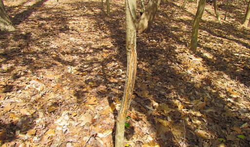 Photo #36 of SOLD property in Off Oak Tree Lane, Isle Of Wight, VA 11.0 acres