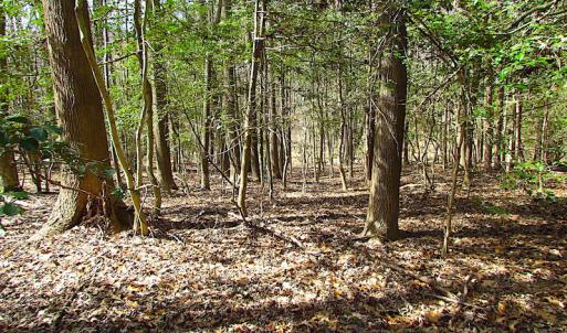 Photo #39 of SOLD property in Off Oak Tree Lane, Isle Of Wight, VA 11.0 acres