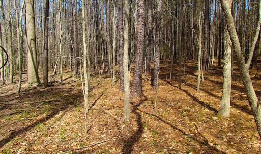 Photo #41 of SOLD property in Off Oak Tree Lane, Isle Of Wight, VA 11.0 acres