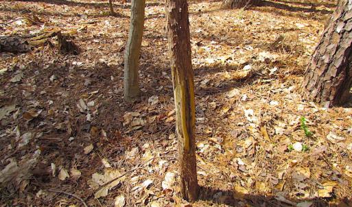 Photo #42 of SOLD property in Off Oak Tree Lane, Isle Of Wight, VA 11.0 acres