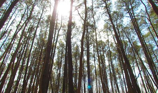 Photo #43 of SOLD property in Off Oak Tree Lane, Isle Of Wight, VA 11.0 acres