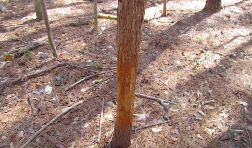 Photo #44 of SOLD property in Off Oak Tree Lane, Isle Of Wight, VA 11.0 acres