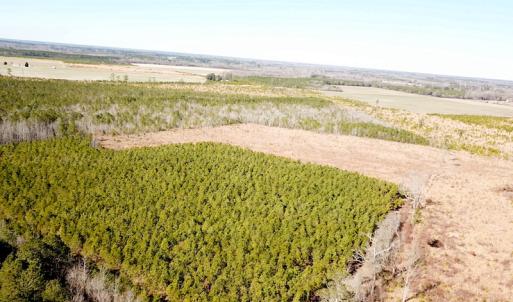 Photo #3 of SOLD property in Off Old Myrtle Road, Carrsville, VA 39.0 acres