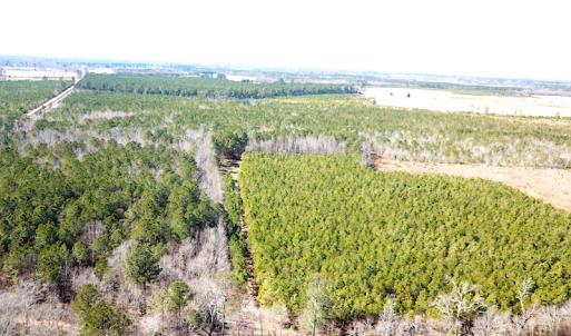 Photo #4 of SOLD property in Off Old Myrtle Road, Carrsville, VA 39.0 acres