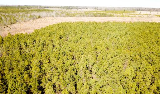 Photo #8 of SOLD property in Off Old Myrtle Road, Carrsville, VA 39.0 acres
