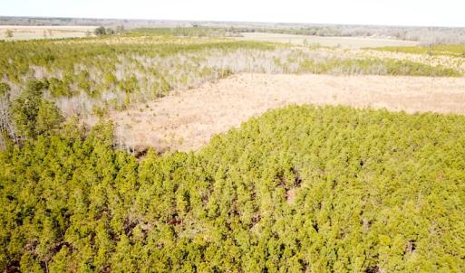 Photo #9 of SOLD property in Off Old Myrtle Road, Carrsville, VA 39.0 acres
