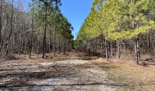 Photo #10 of SOLD property in Off Old Myrtle Road, Carrsville, VA 39.0 acres
