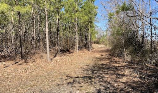 Photo #11 of SOLD property in Off Old Myrtle Road, Carrsville, VA 39.0 acres