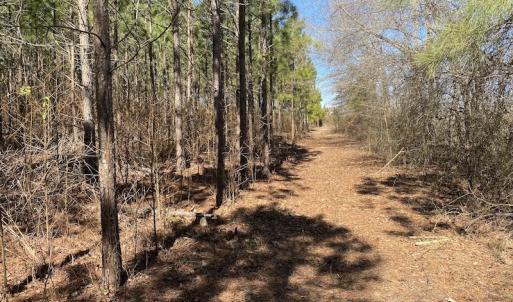 Photo #16 of SOLD property in Off Old Myrtle Road, Carrsville, VA 39.0 acres