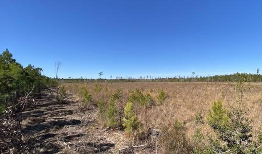 Photo #17 of SOLD property in Off Old Myrtle Road, Carrsville, VA 39.0 acres