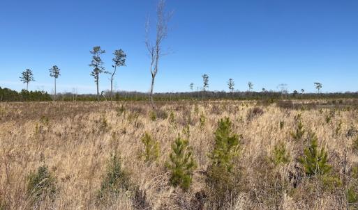 Photo #18 of SOLD property in Off Old Myrtle Road, Carrsville, VA 39.0 acres