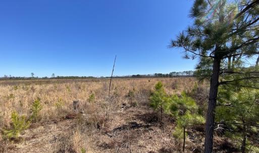 Photo #19 of SOLD property in Off Old Myrtle Road, Carrsville, VA 39.0 acres