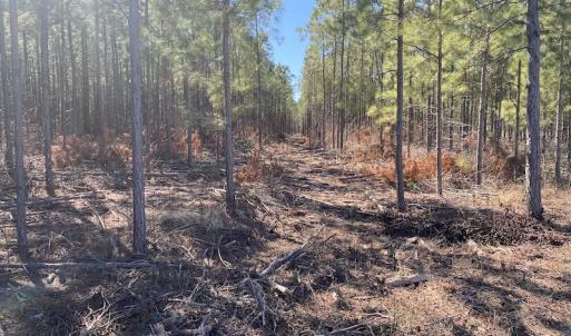 Photo #20 of SOLD property in Off Old Myrtle Road, Carrsville, VA 39.0 acres