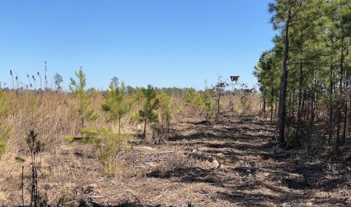 Photo #21 of SOLD property in Off Old Myrtle Road, Carrsville, VA 39.0 acres