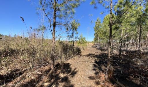 Photo #22 of SOLD property in Off Old Myrtle Road, Carrsville, VA 39.0 acres